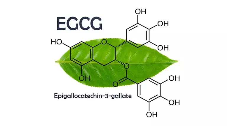 Thực phẩm chức năng chống lão hóa EGCG